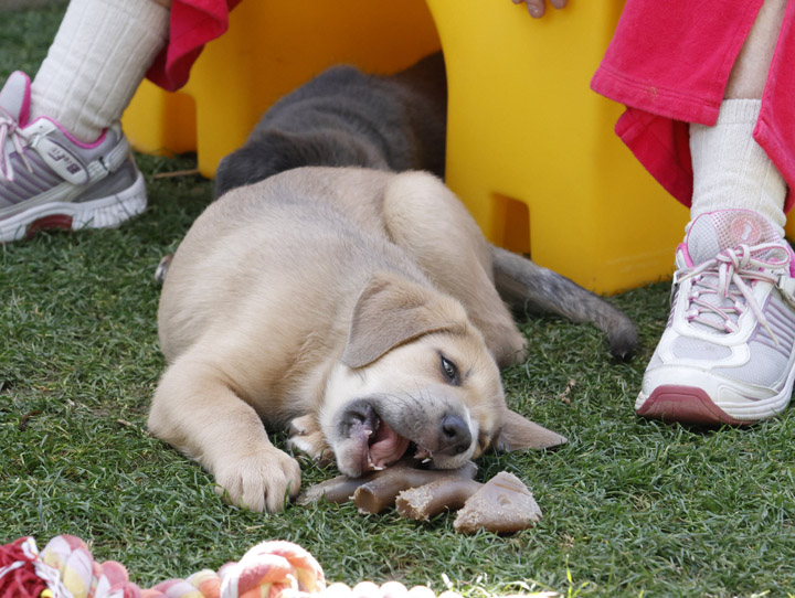 chinook dog